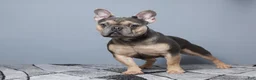 French Bulldog dogs for sale: Cade - Ad 9