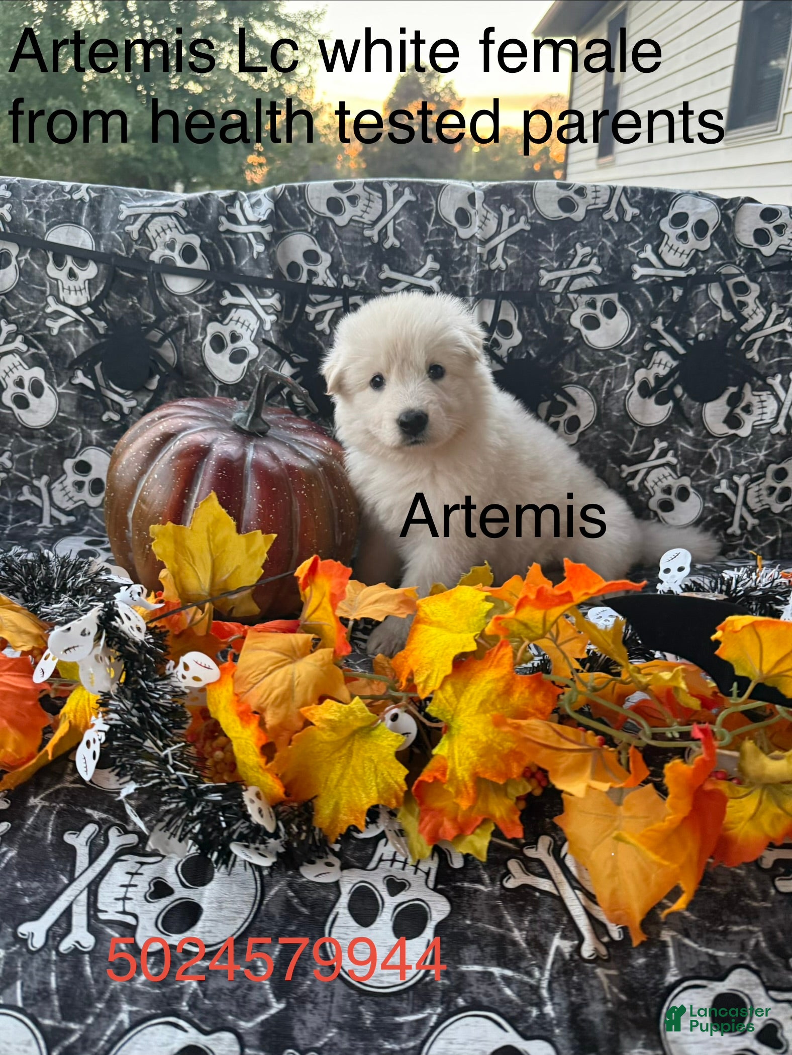 German Shepherd dogs Artemis  - Ad 36