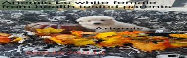 Artemis 