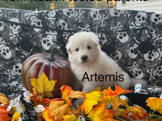 German Shepherd dogs Artemis - Ad 36