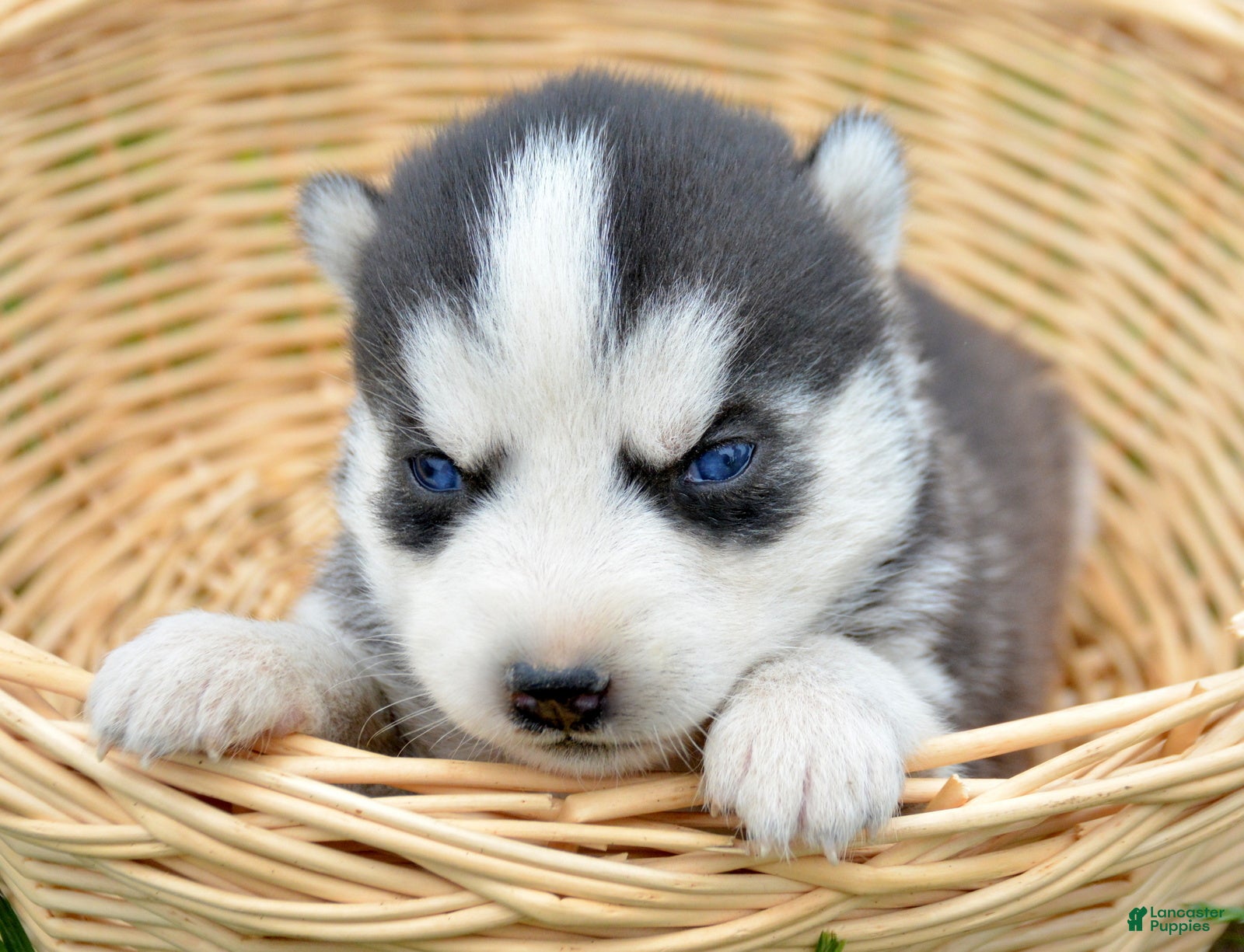 Siberian Husky dogs Halie Siberian Husky F - Ad 11