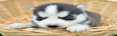 Halie Siberian Husky F