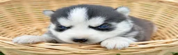 Siberian Husky dogs for sale: Halie Siberian Husky F - Ad 1