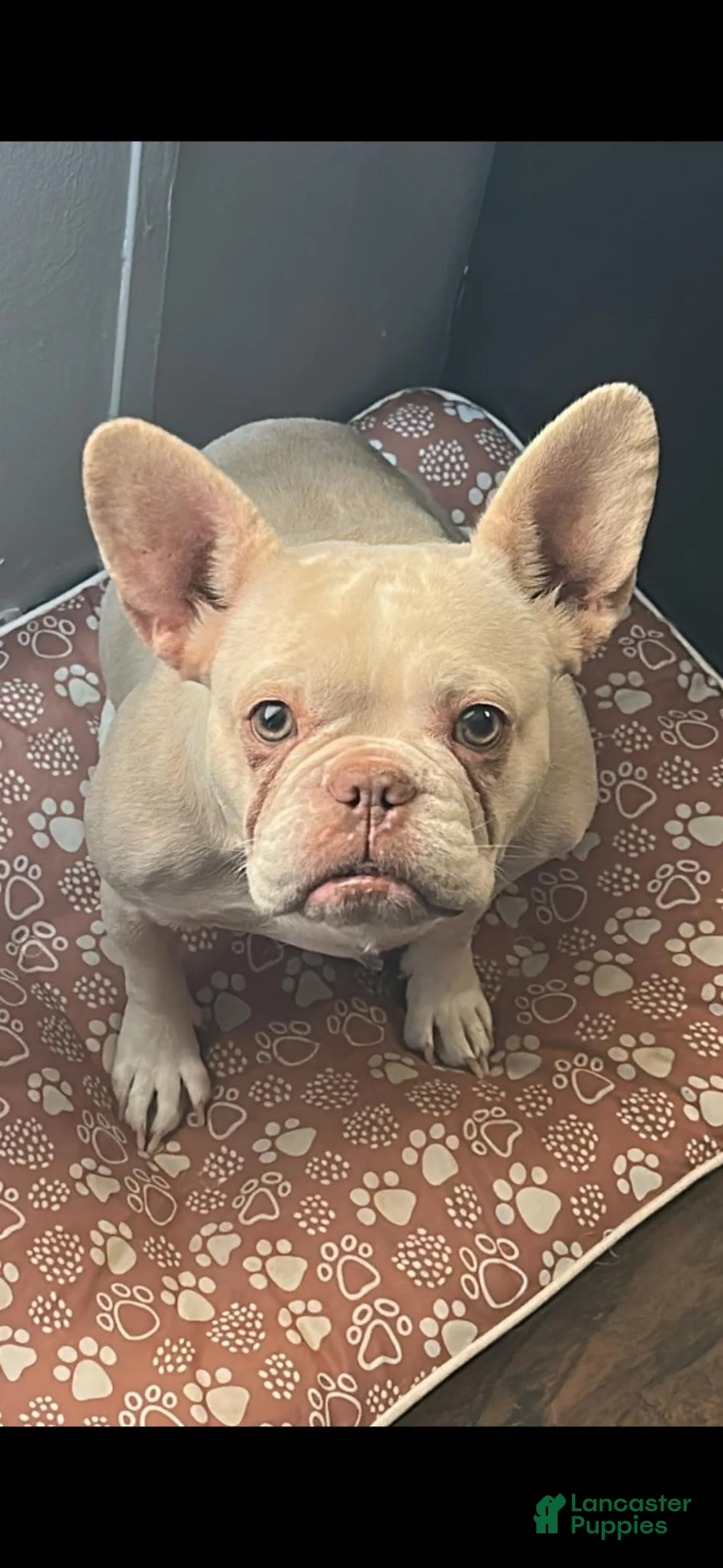 French Bulldog dogs for sale: Fluffy - Ad 4