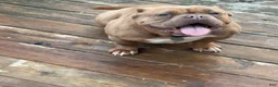 American Bully dogs for sale: Saweetie - Ad 7
