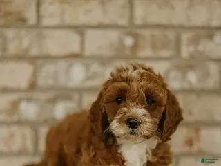 Cockapoo dogs for sale: Bow - Ad 3