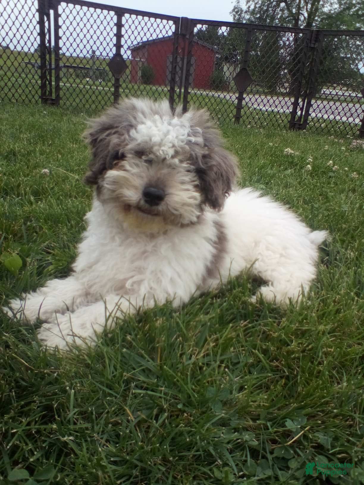 Toy Poodle dogs Teddy - Ad 1