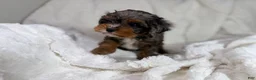 Cavapoo dogs for sale: Peanut 🥜  - Ad 7