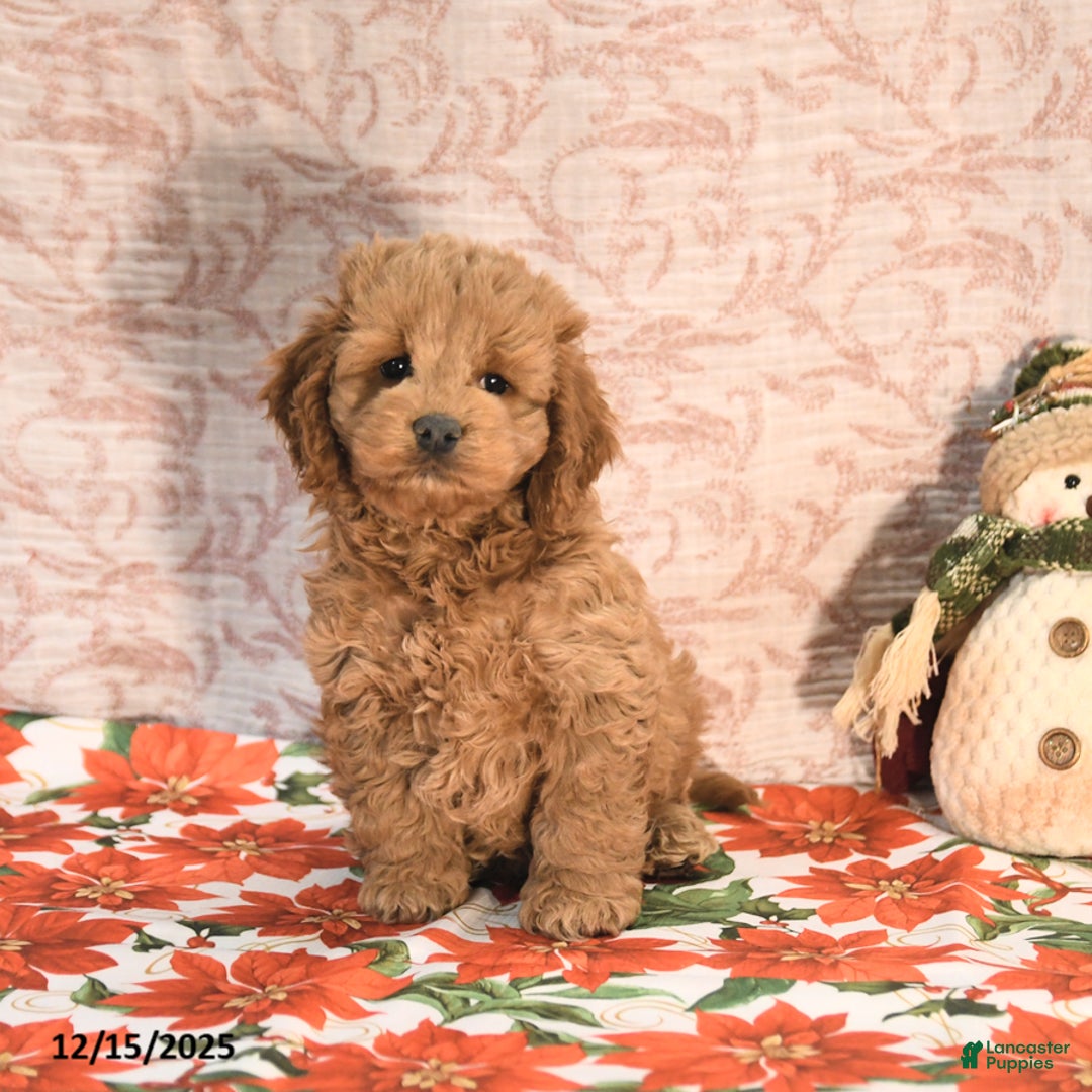 Cockapoo dogs for sale: Jason - Ad 2