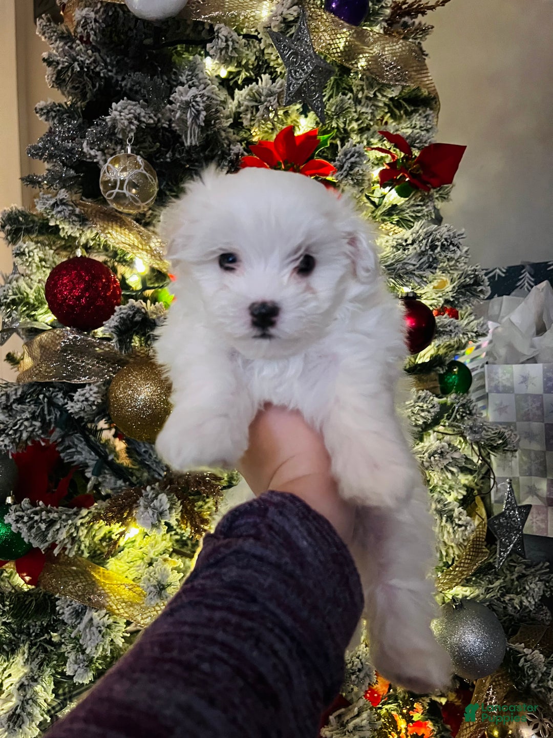 Maltese dogs for sale: Sugar - Ad 5