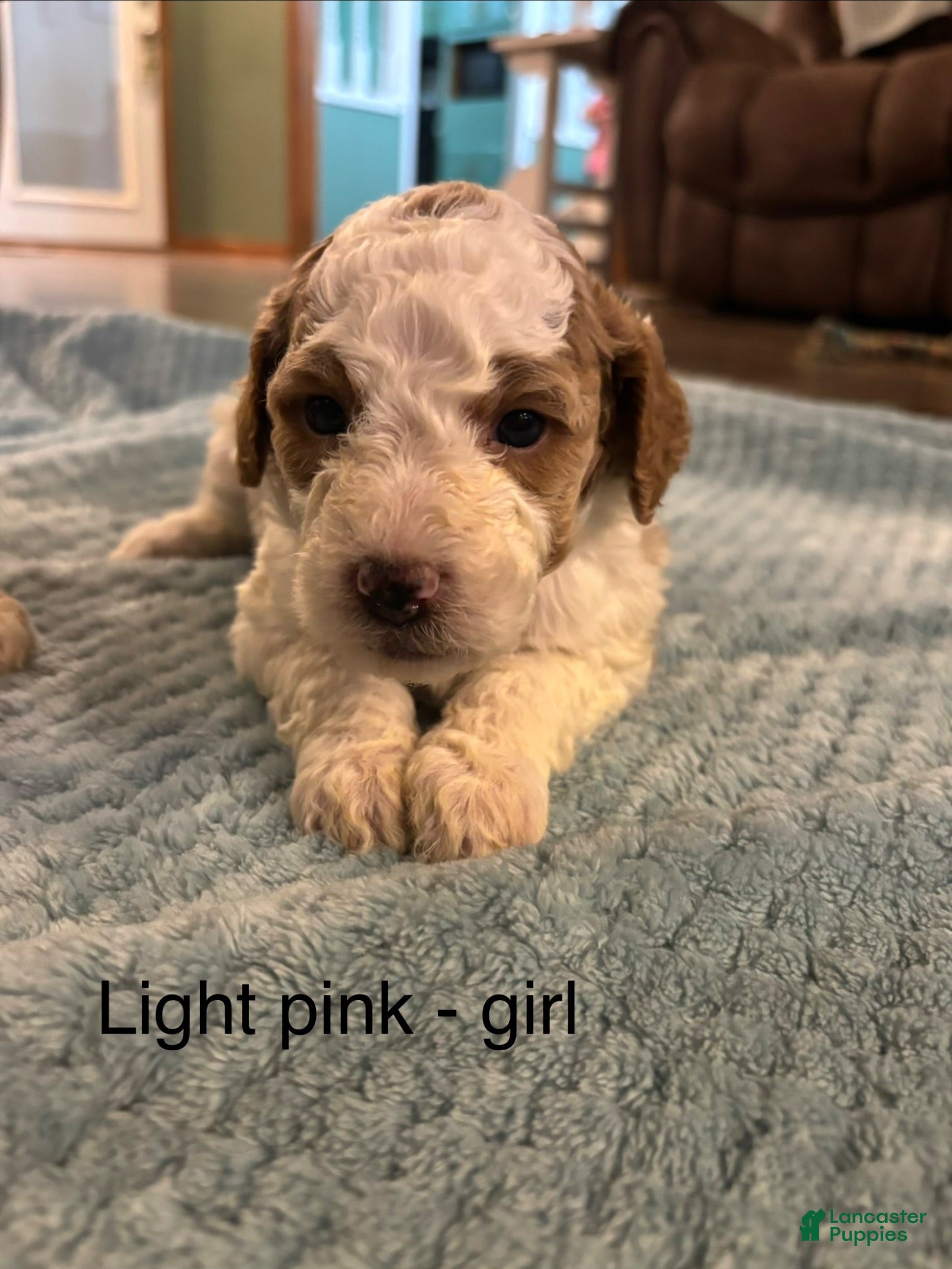 Mini Goldendoodle dogs Mini Goldendoodle 6 light pink  - Ad 28
