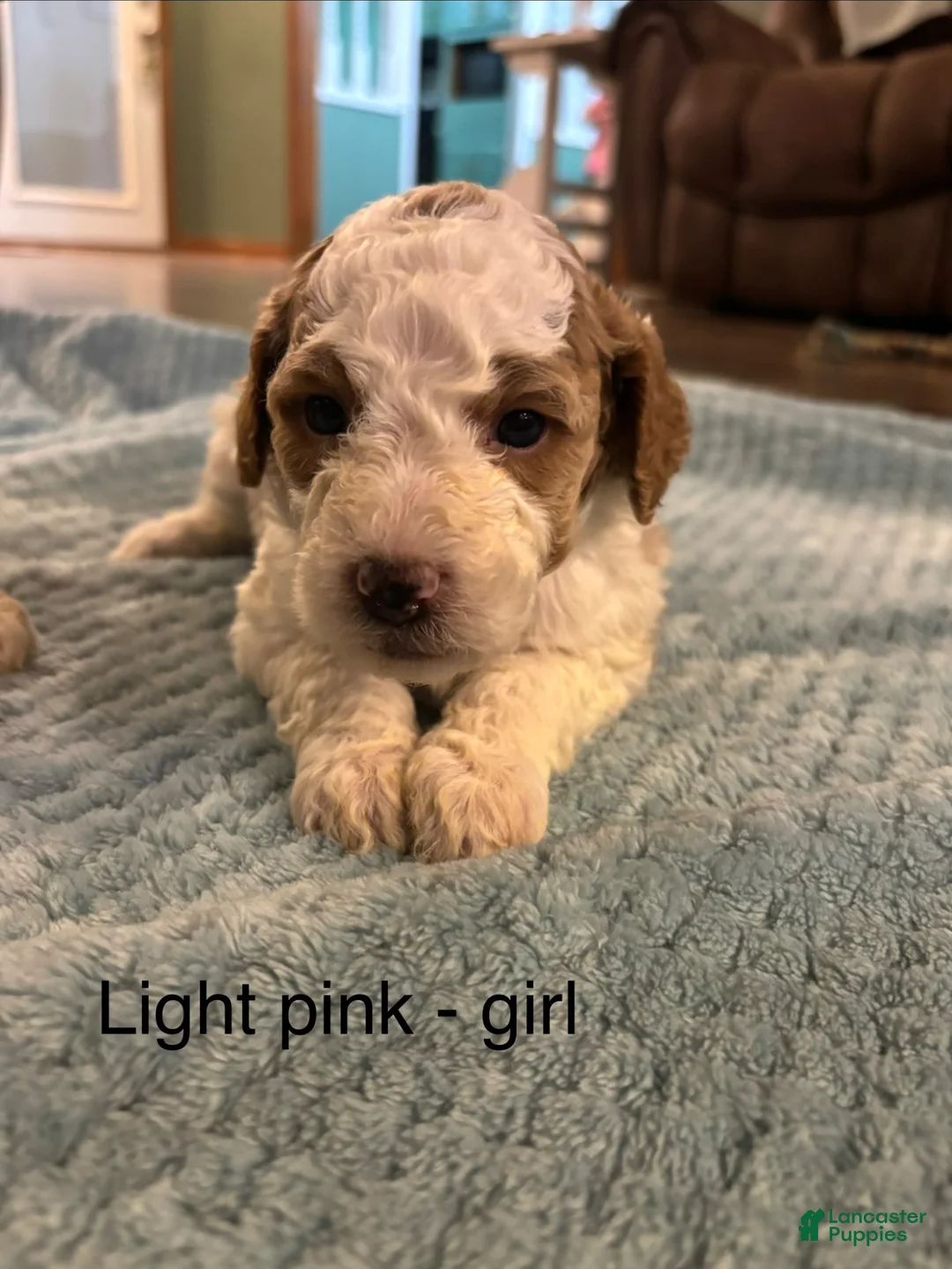 Mini Goldendoodle dogs for sale: Mini Goldendoodle 6 light pink  - Ad 1
