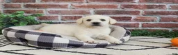 Labrador Retriever dogs for sale: Webber  - Ad 6