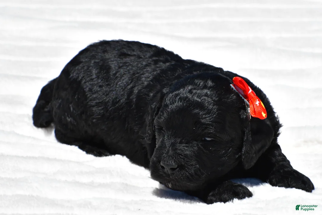 Mini Goldendoodle dogs for sale: Nash - Ad 1