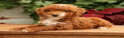 Miniature Poodle dogs for sale: Sawyer - Ad 9