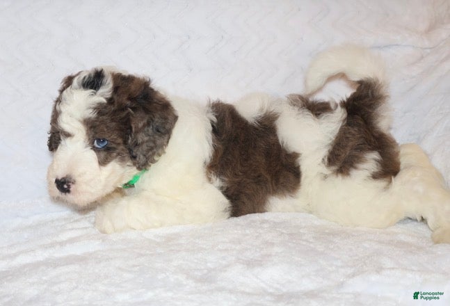 Mini Goldendoodle dogs Rochelle  - Ad 2