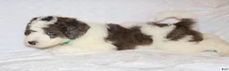 Mini Goldendoodle dogs for sale: Rochelle  - Ad 2