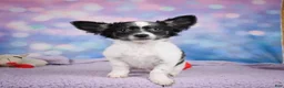 Chihuahua dogs for sale: POPPY - Ad 5