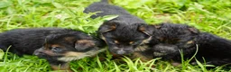 German Shepherd dogs for sale: German Shepherd 1 - Ad 12