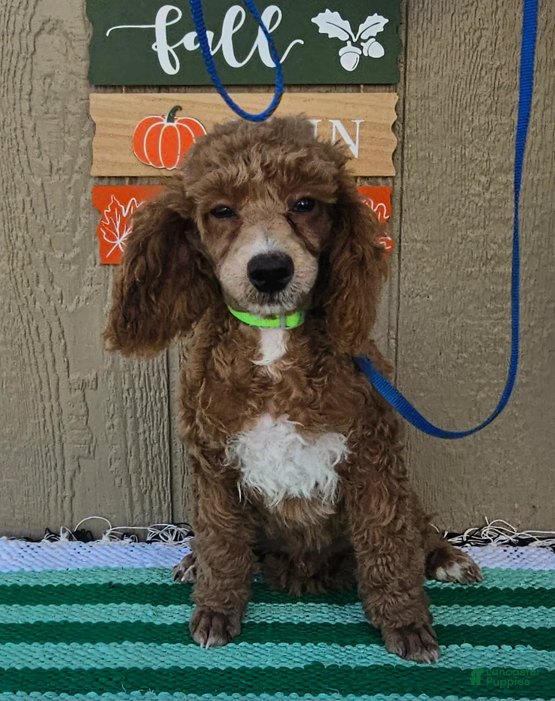 Miniature Poodle dogs for sale: Bobby - Ad 2