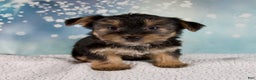 Morkie dogs for sale: Bonnie - Ad 7