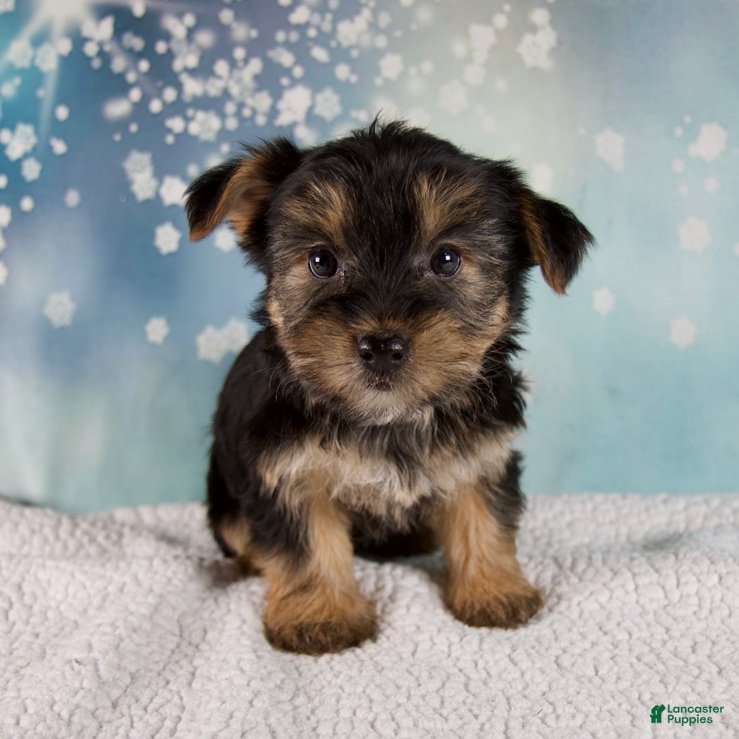 Morkie dogs for sale: Bonnie - Ad 7