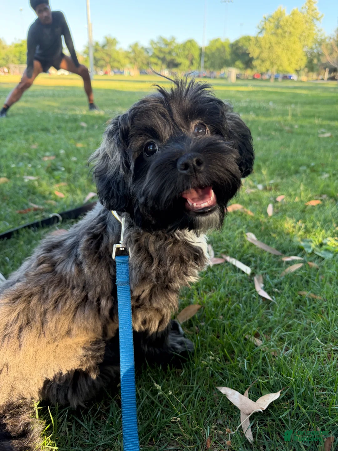 Shihpoo dogs for sale: Shihpoo Puppy 1 - Ad 2