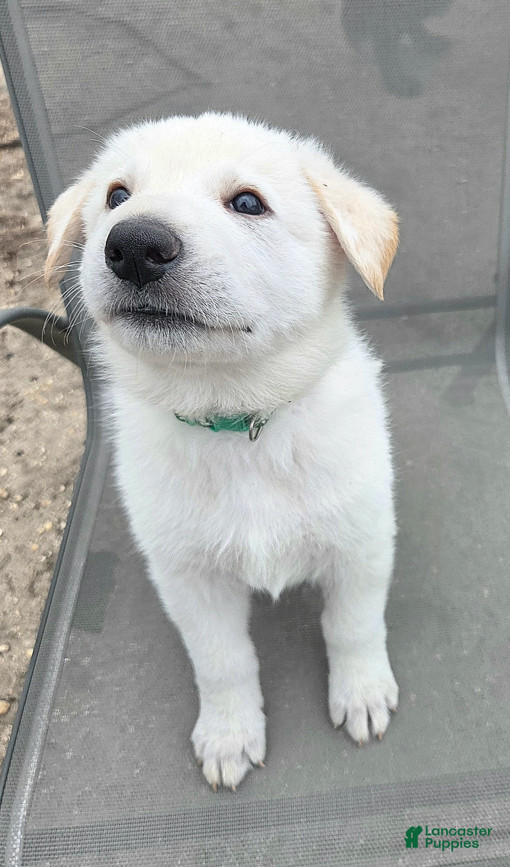 German Shepherd dogs Kristoff - Ad 1