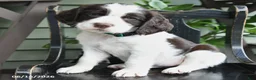English Springer Spaniel dogs for sale: Baxter - Ad 4