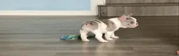 French Bulldog dogs for sale: Butler - Ad 6