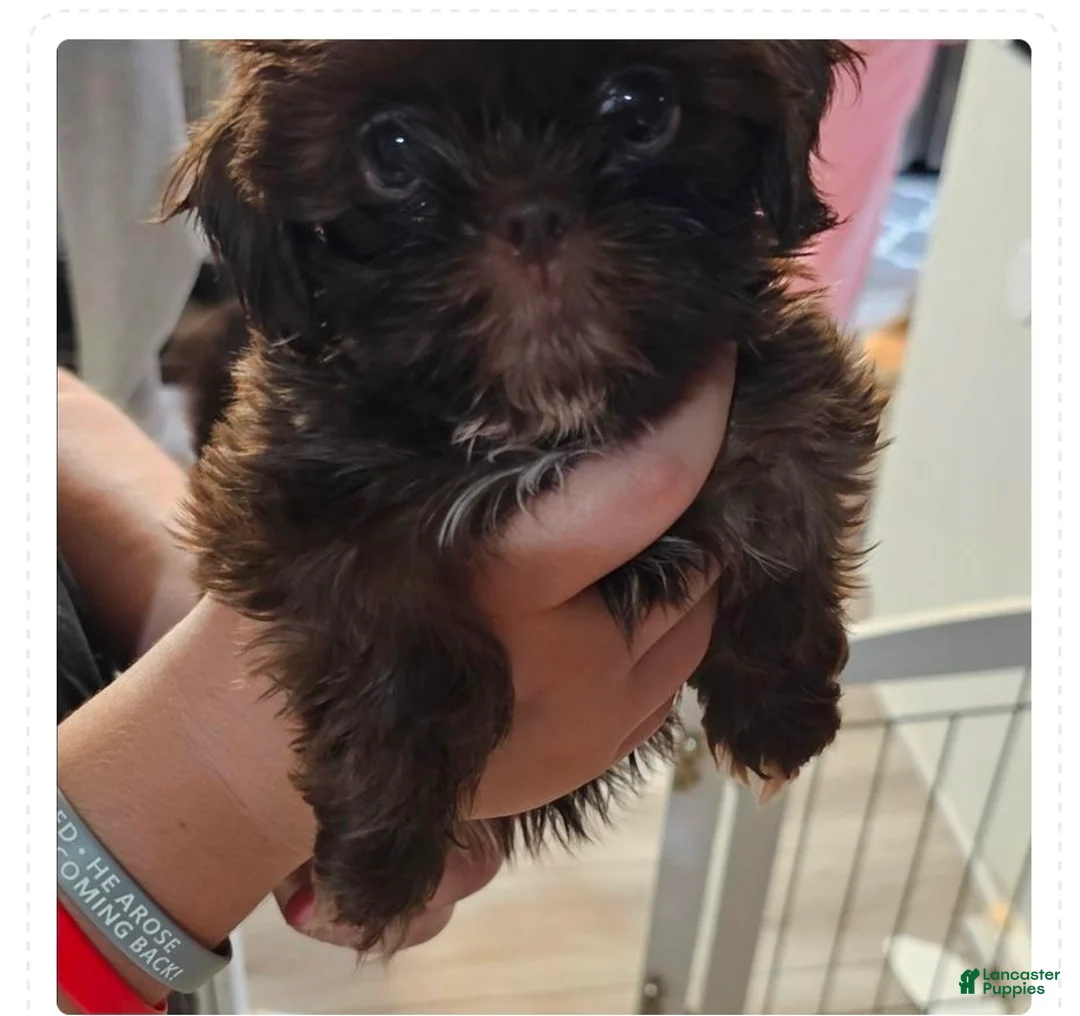 Shih Tzu dogs for sale: Isabella - Ad 1
