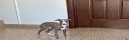 Italian Greyhound dogs for sale: Larry - Ad 5
