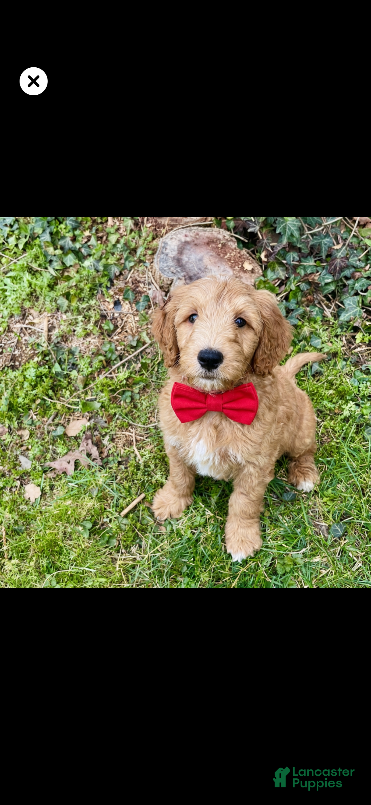 Goldendoodle dogs Redd - Ad 1