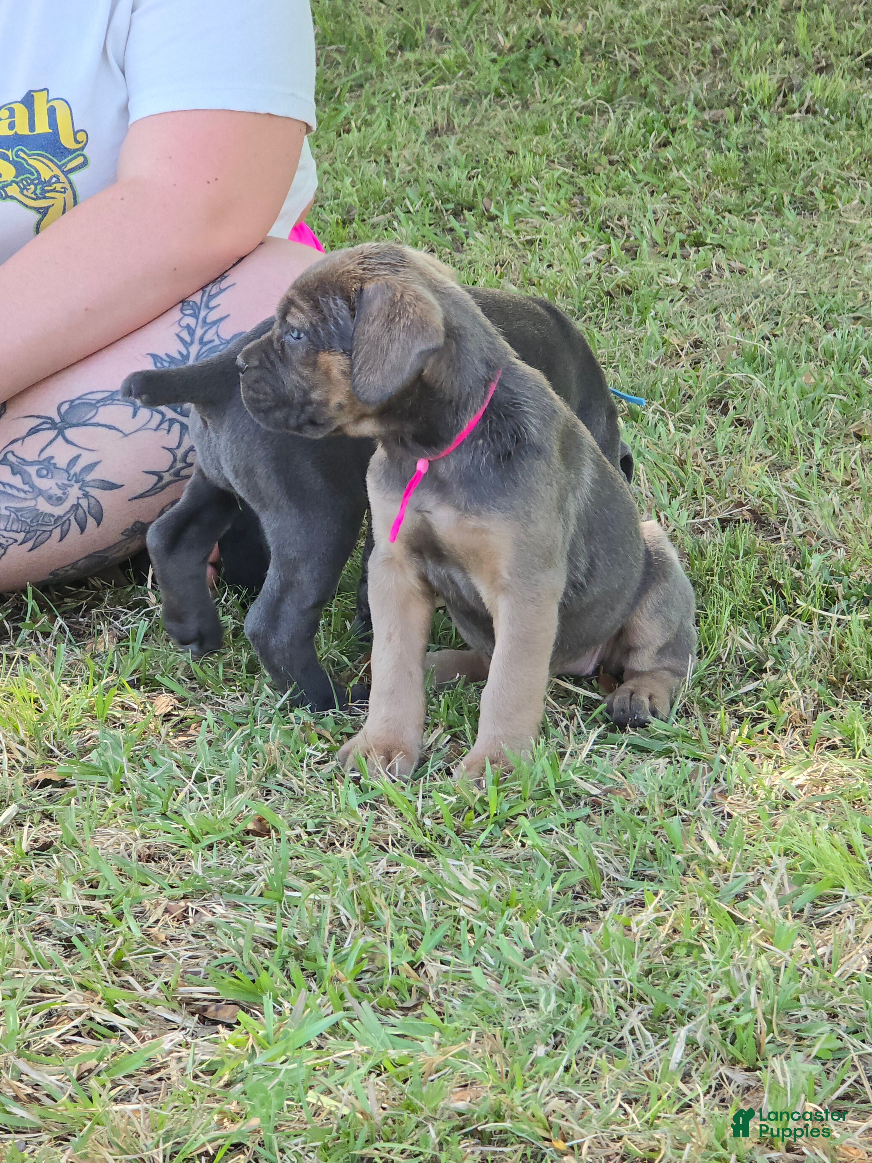 Cane Corso dogs Cane Corso Puppy 2 - Ad 2