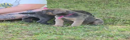 Cane Corso dogs for sale: Cane Corso Puppy 2 - Ad 2