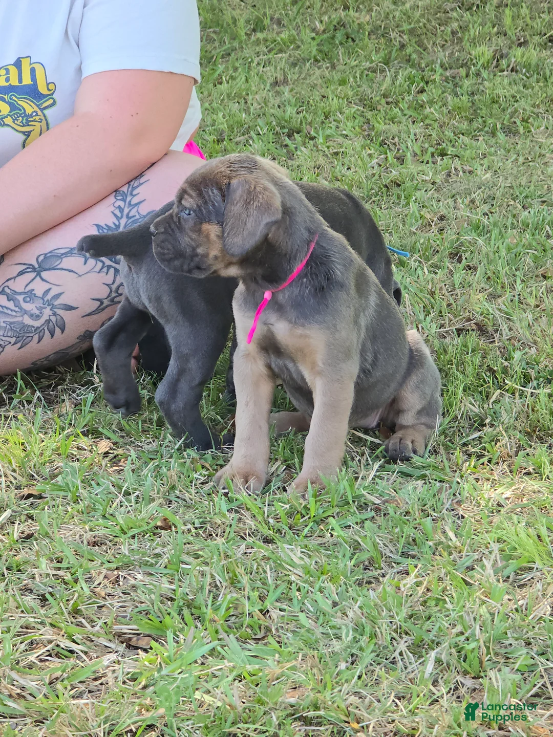Cane Corso dogs for sale: Cane Corso Puppy 2 - Ad 2
