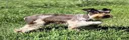 Miniature Schnauzer dogs for sale: Tucker - Ad 7