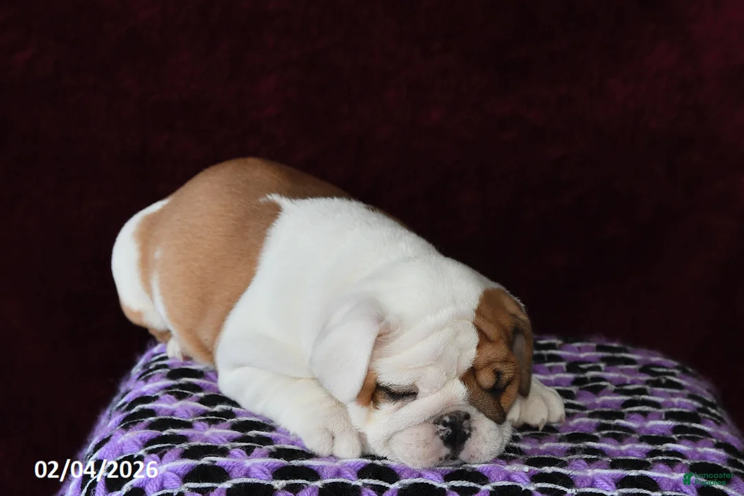 English Bulldog dogs for sale: Macey - Ad 4