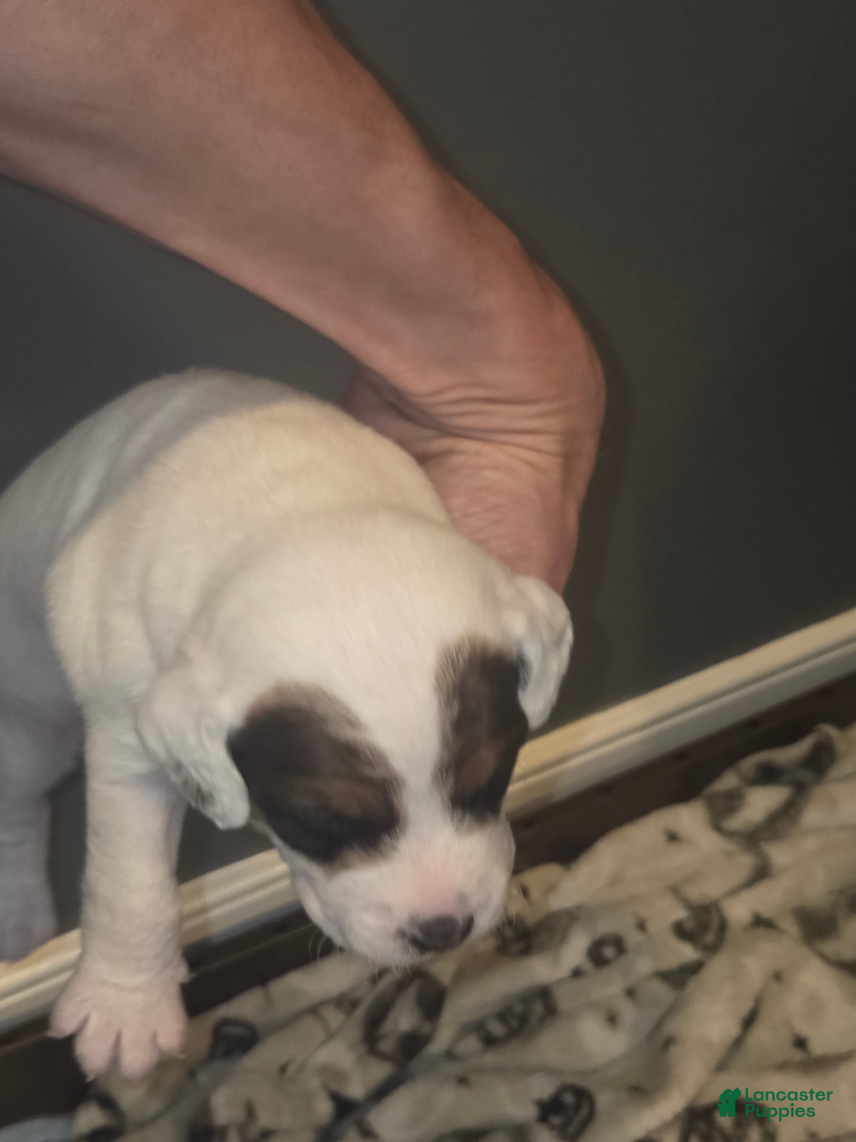 Jack Russell Terrier dogs Jack Russell Terrier Puppy 2 - Ad 18