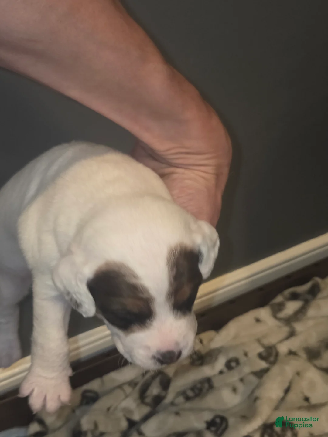 Jack Russell Terrier dogs for sale: Jack Russell Terrier Puppy 2 - Ad 1