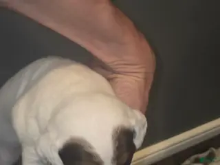 Jack Russell Terrier dogs Jack Russell Terrier Puppy 2 - Ad 18