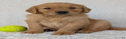 Golden Retriever dogs for sale: Murphy  - Ad 7