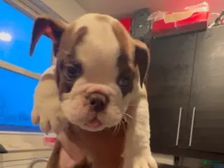 English Bulldog dogs for sale: Brownie - Ad 3