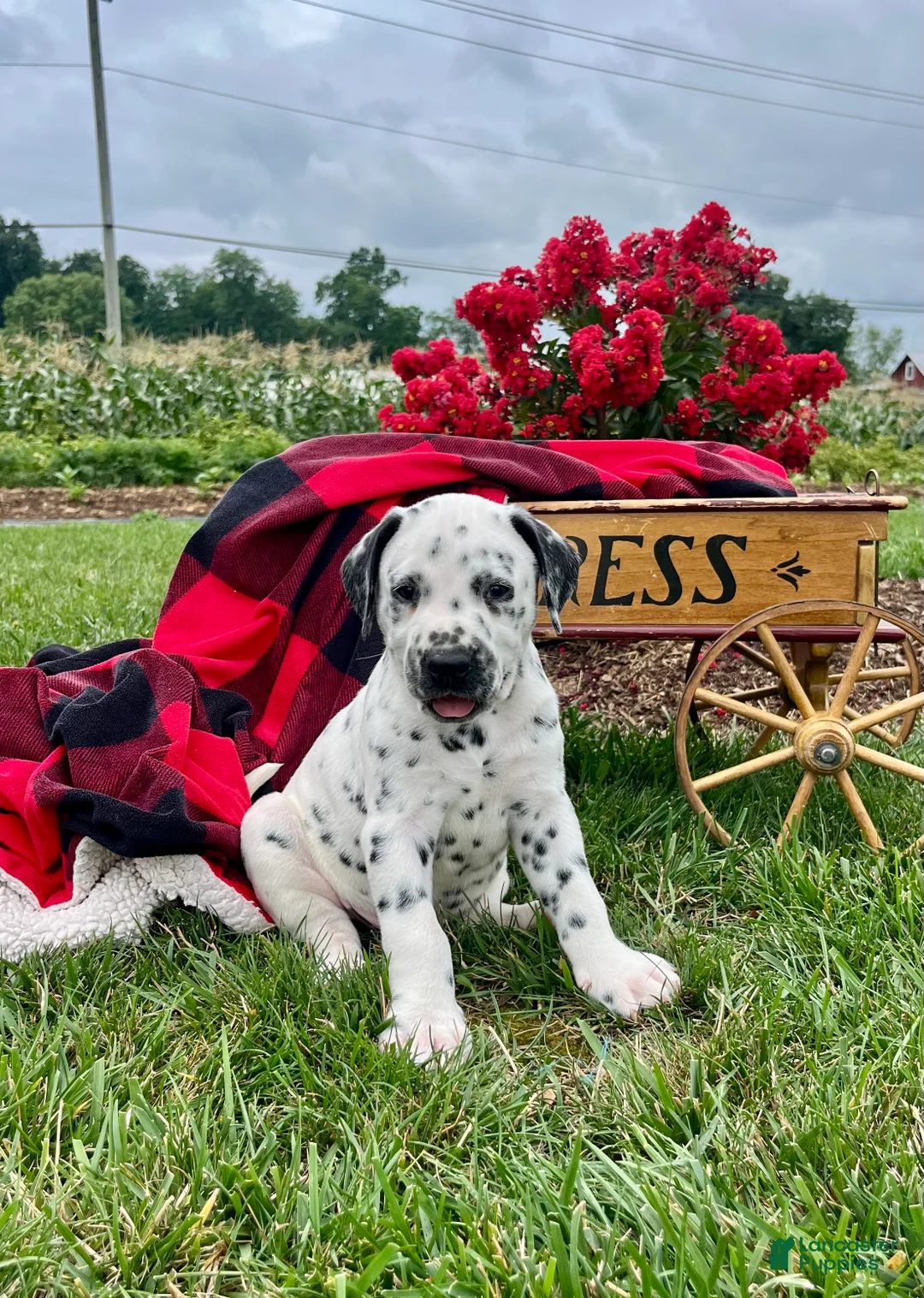 Dalmatian dogs for sale: Sparky❤️AKC Registered🐾Text or Call today - Ad 1