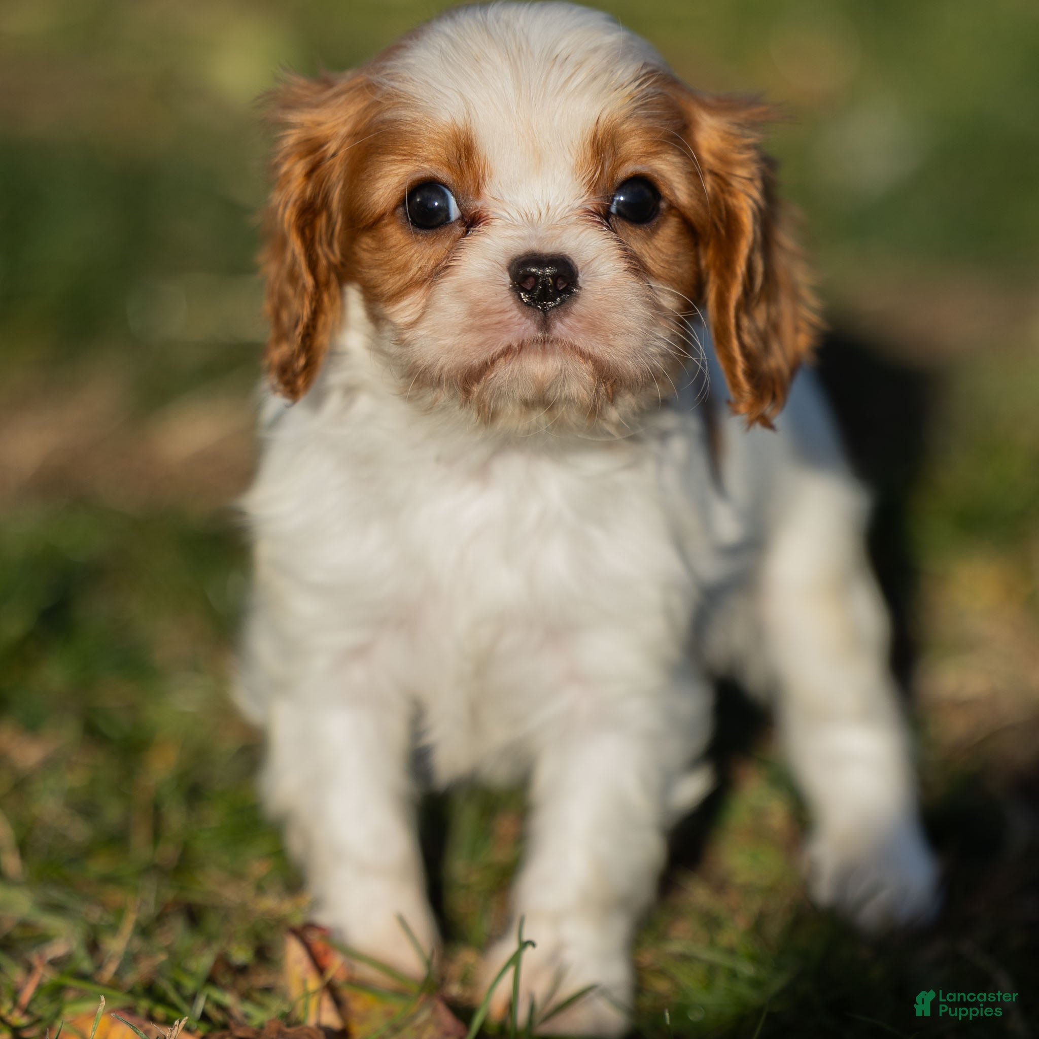 Cavalier King Charles Spaniel dogs Briar - Ad 2