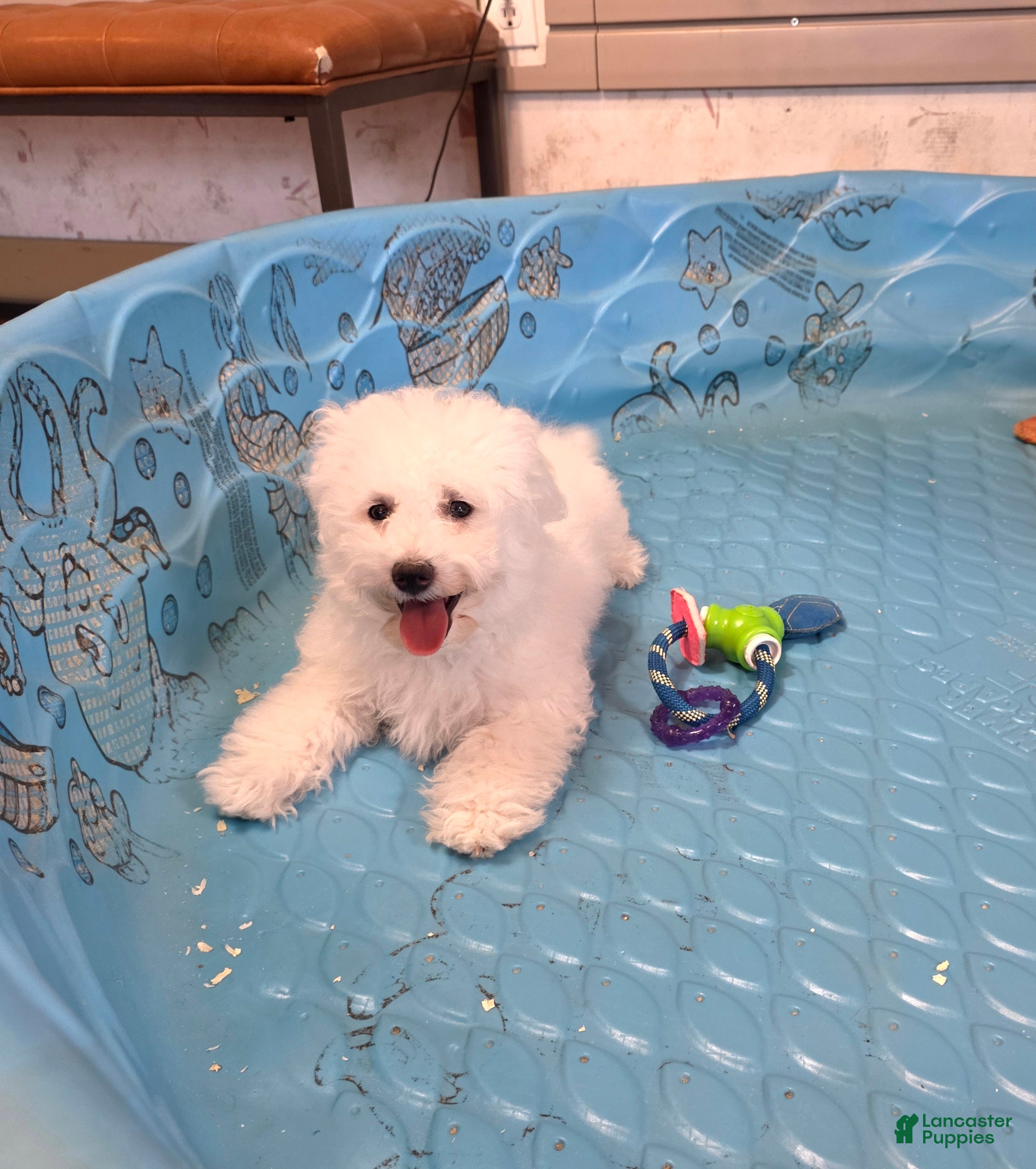 Bichon Frise dogs Belle - Ad 2