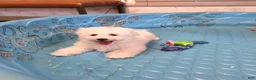 Bichon Frise dogs for sale: Belle - Ad 2
