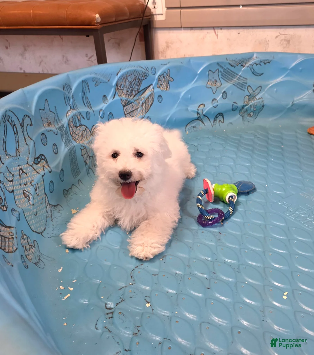 Bichon Frise dogs for sale: Belle - Ad 2