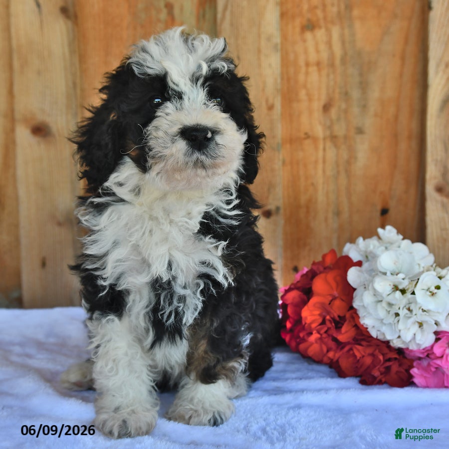 Bernedoodle dogs Donny - Ad 1