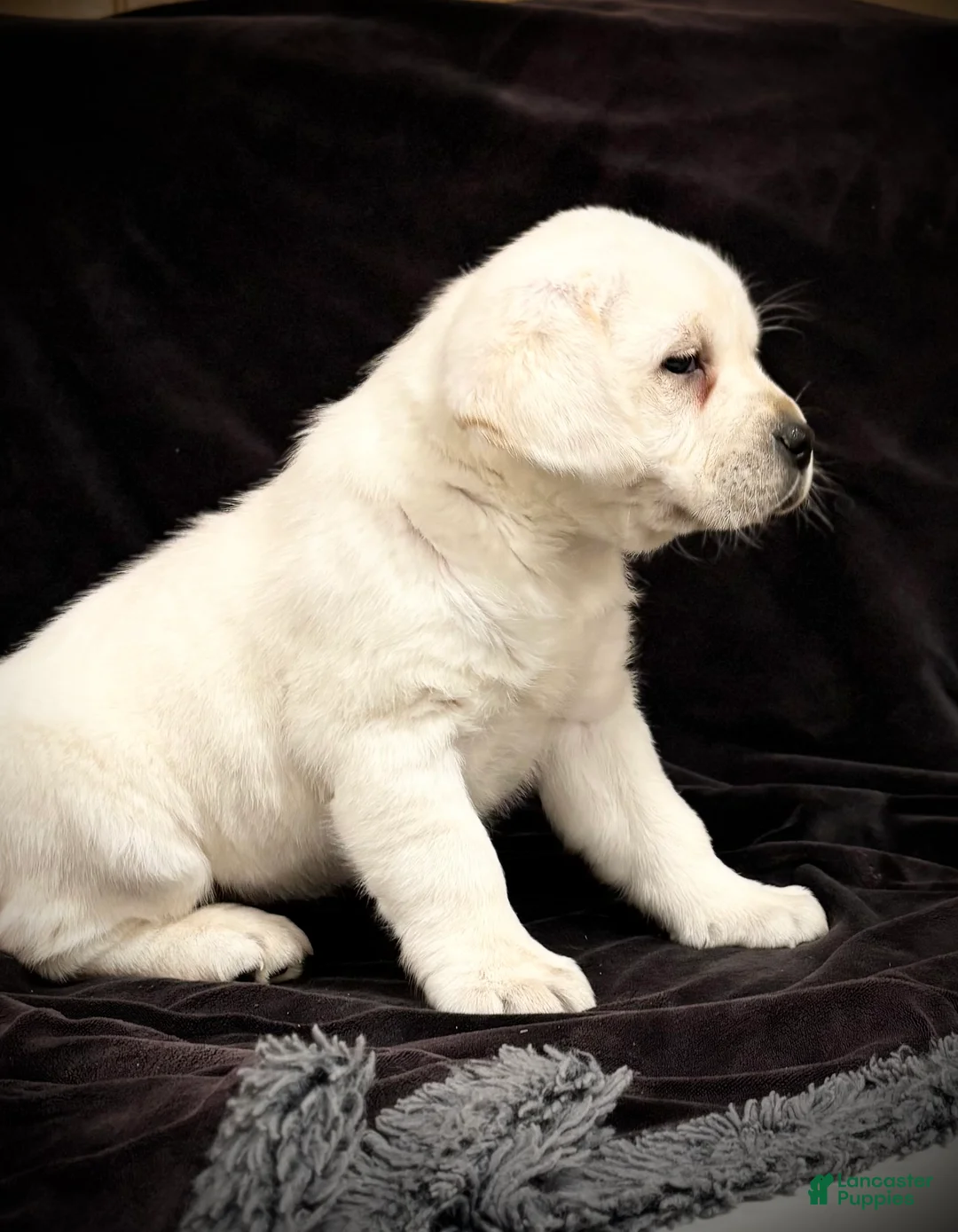 Labrador Retriever dogs for sale: Ginger  - Ad 5